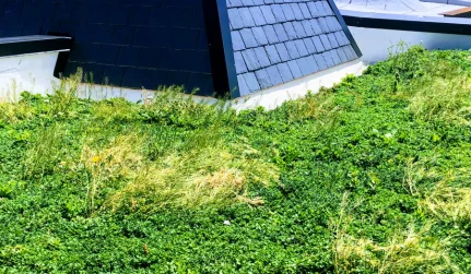 green roof installation
